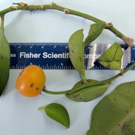   Fruit:   Pereskia aculeata ; Photo by R. Young, USDA APHIS PPQ, imageID.idtools.org
